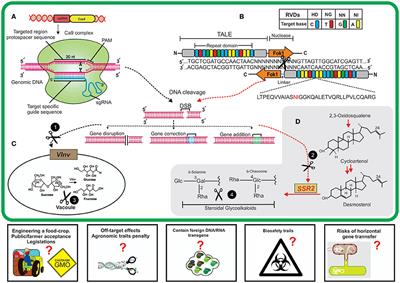 Applications of New Breeding Technologies for Potato Improvement